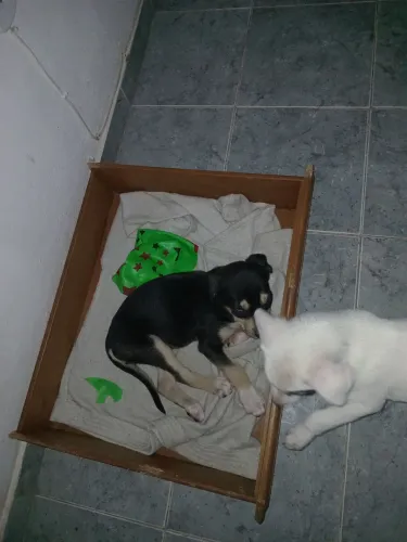Doação de cachorros.