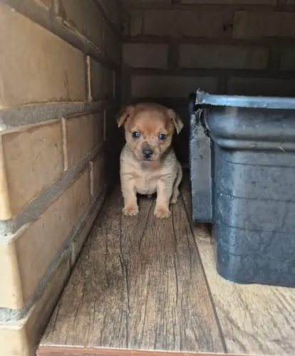 PINSCHER MACHO