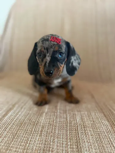 dachshund 