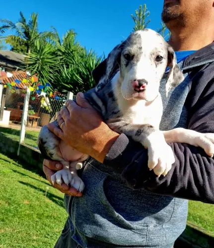 Dogue Alemão- Femea Merle Porte Gigante