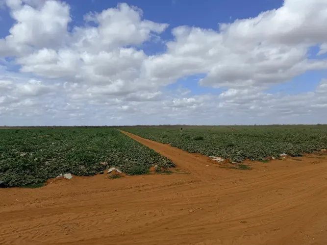 Fazenda a Venda Jandaira 120 Hectares