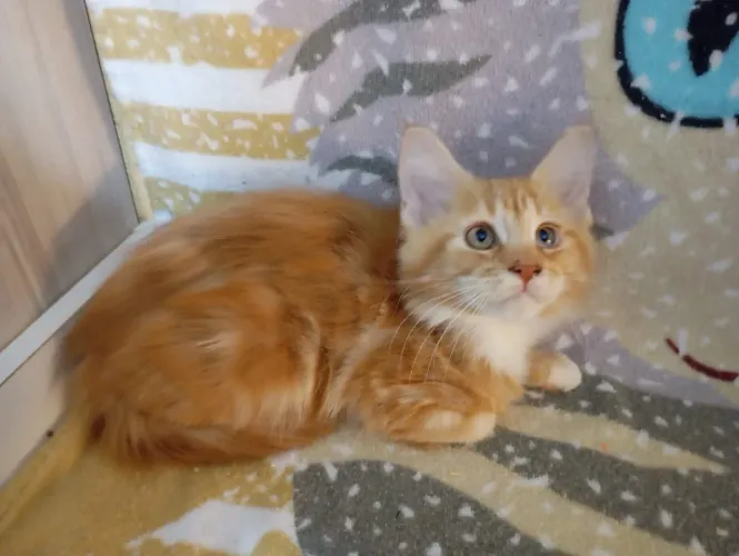 Filhote fêmea de gato mainecoon pronta entrega 