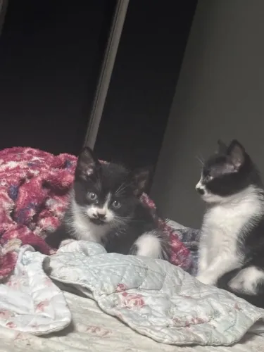 Gatinhos fofos para adoção