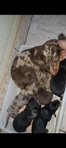Dachshund pelo longo e genética pelo longo