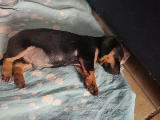 Cachorro muito lindo.