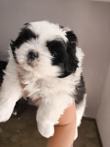 Shih-tzu macho