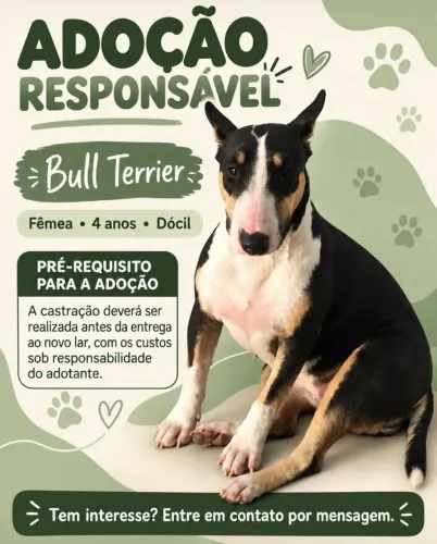 Doação Bull Terrier