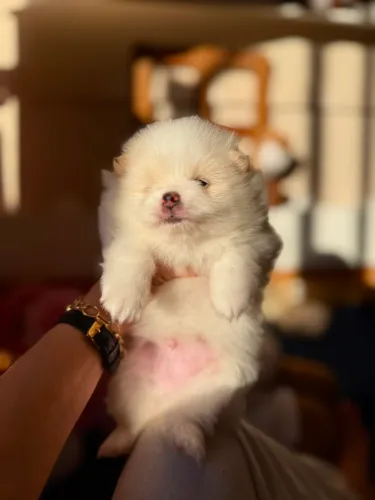 Lulu da Pomerânea