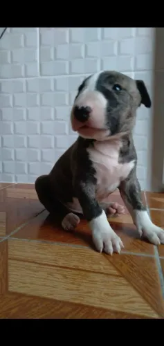 Filhote de Bull terrier o filhote cheio de personalidade que se destaca 