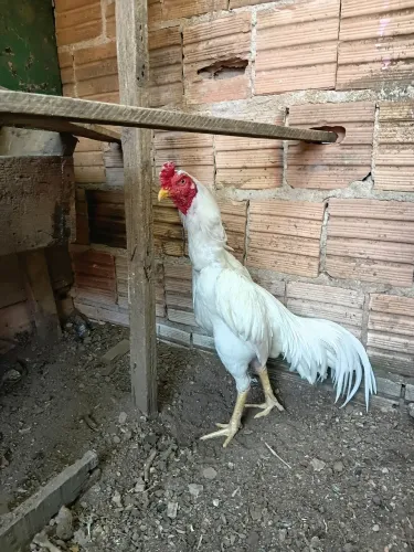 Galo mura