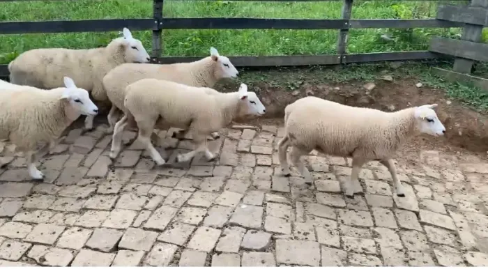 Cordeiras texel