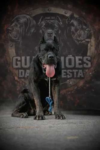 Filhotes de Cane Corso italiano 
