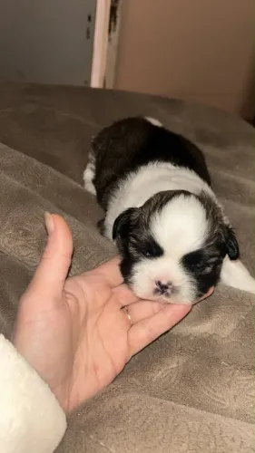 ? FILHOTES DE SHIH-TZU ?