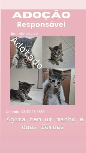 Gatos para doação 