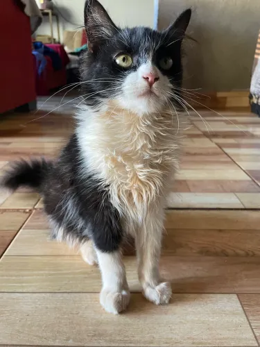 Doação de gato frajolas 