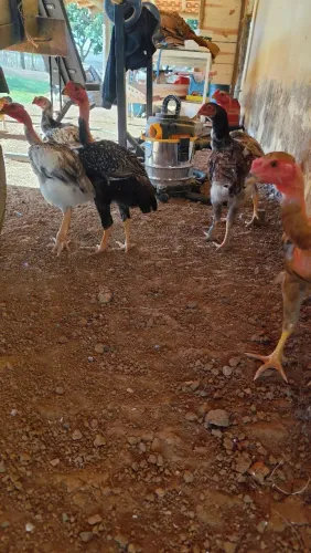 Frangos caipira