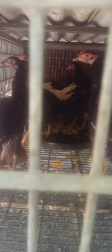 Pinto de raça (macho e femea)