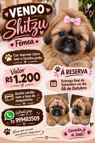 Shitzu pra reserva