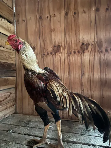 Frangos 