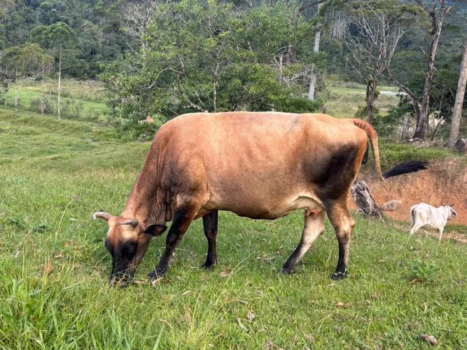 Vaca com terneiro