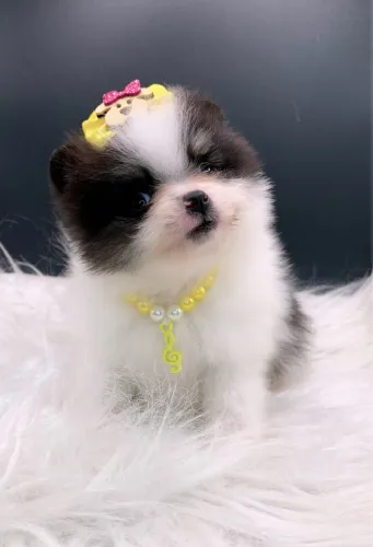 Lulu da pomerania Femea 