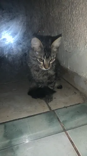 Doa-se filhote de gato 