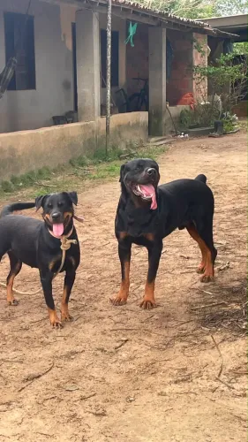FILHOTES DE ROTTWEILER - EXCELENTE GENÉTICA E PORTE