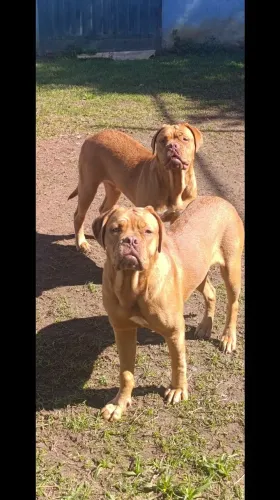 Dogue do Bordeaux 