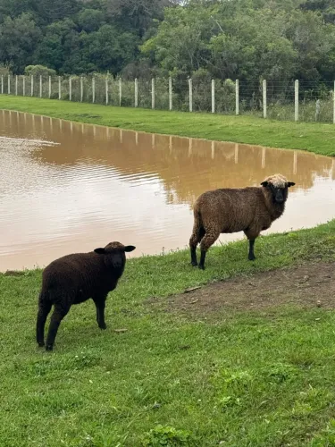 Carneiras com borregos