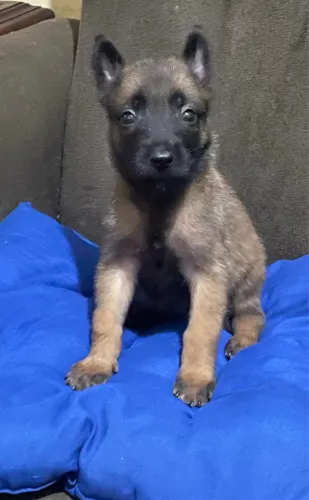 Pastor belga de malinois