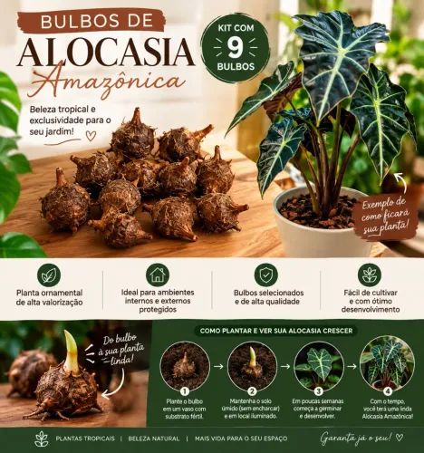 Bulbos de alocasia amazônica
