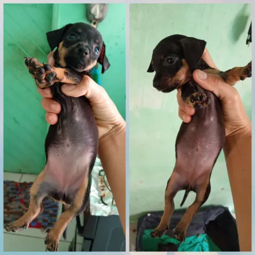 Vende se filhote Pincher número 01 puro 