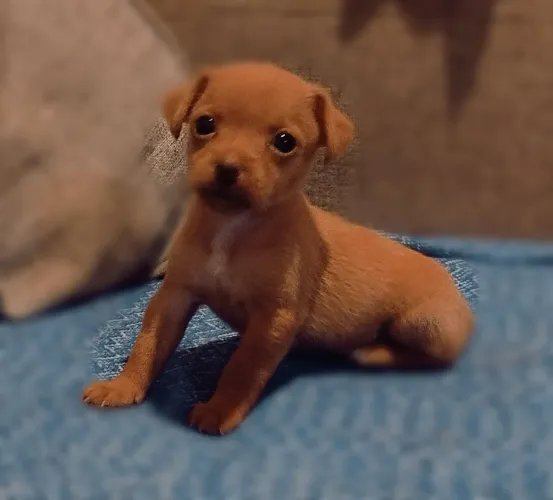 Filhotes pinscher 