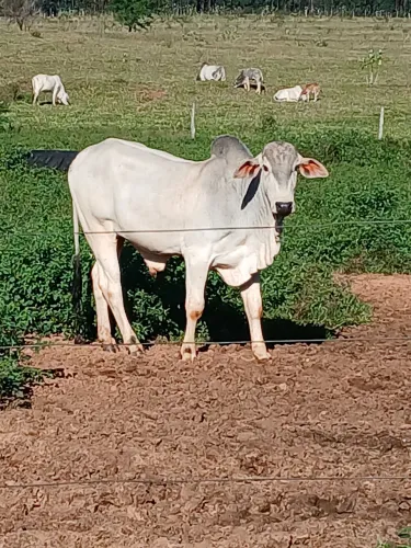 Touro nelore