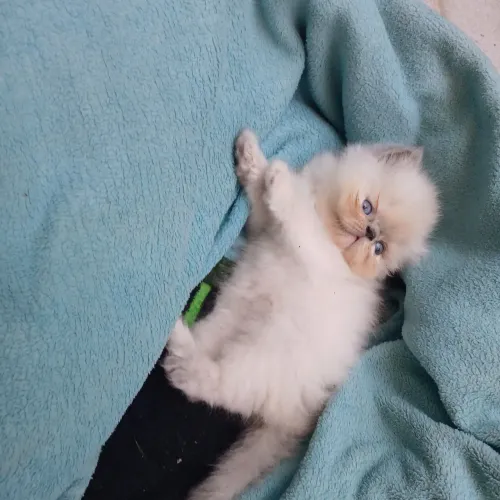 Vendo lindos filhotes de gato persa.