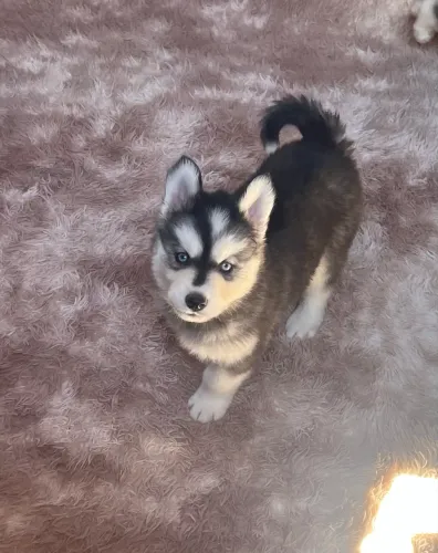 Husky siberiano