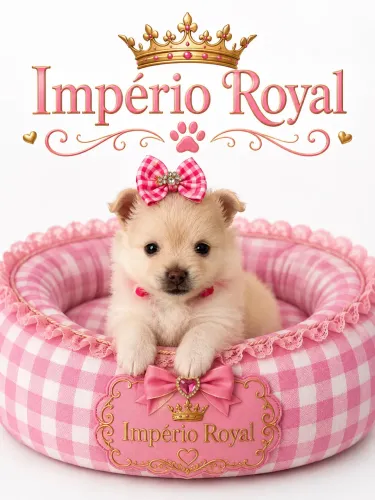 Spitz Fêmea muito Linda Anã com pedigree cbkc