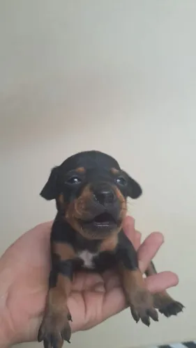 Filhote de pinscher macho