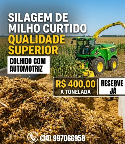 Silo de milho curtido