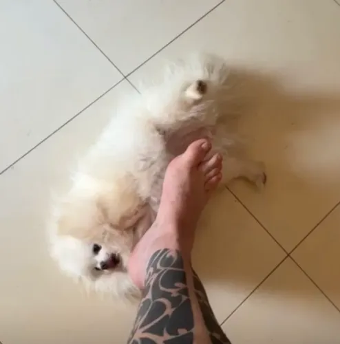 Lulu ursinho no cio 