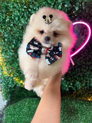 Lulu da pomerania 