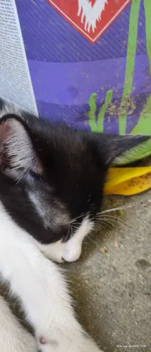 Doação de gatinhos