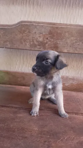 Estou doando filhotinhos de cachorro 