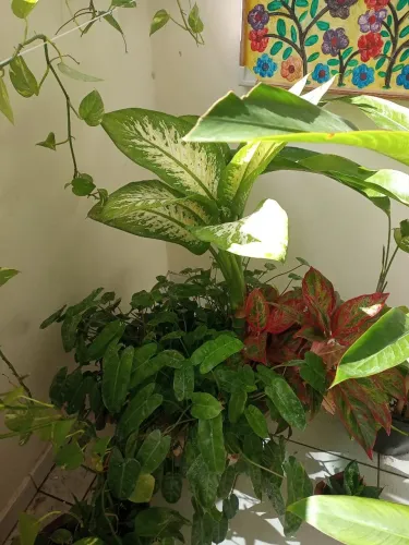 Planta Grande para Apartamento 