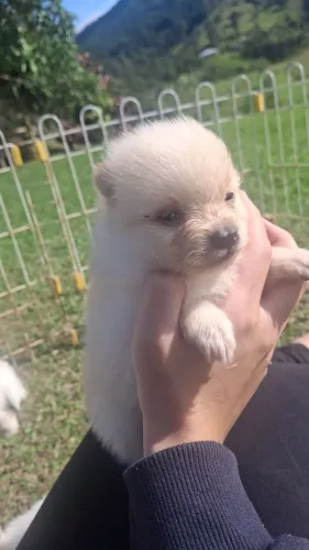 Filhotes de Spitz Alemão branco anão