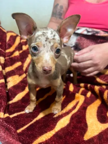 Pinscher