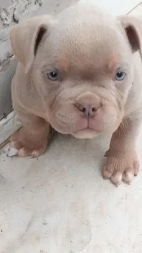 Filhote Américan Bully 