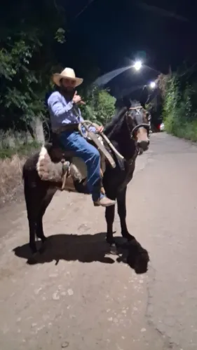 Burro preto 