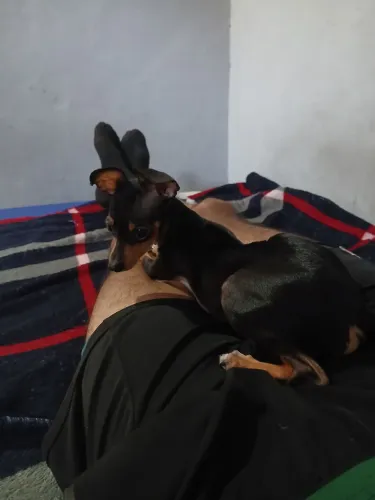 PINCHER FÊMEA COM 1 ANO DE VIDA NUNCA CRUZOU COM TODAS FACINAS E VERMIFUGO