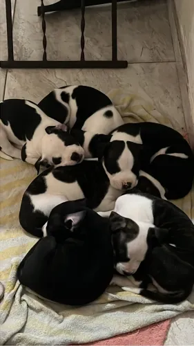 Filhote de American Starforshire Terrier + Pit Bull 